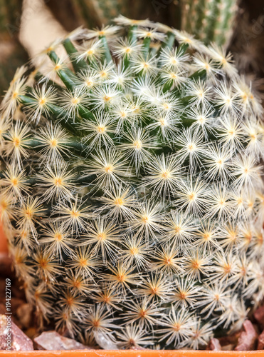 Cactus Thorns Beautiful