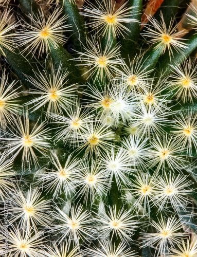 Cactus Thorns Beautiful Dangerous