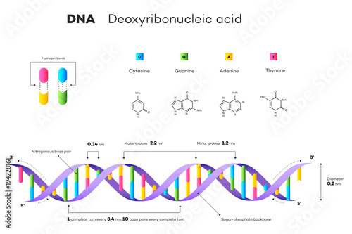Molecular Structure Of DNA. Infographic Educational Vector Illustration