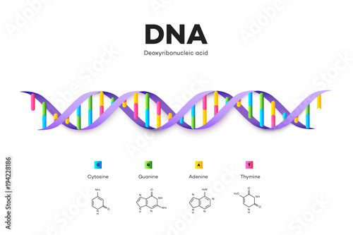 Molecular Structure Of DNA. Infographic Educational Vector Illustration photo