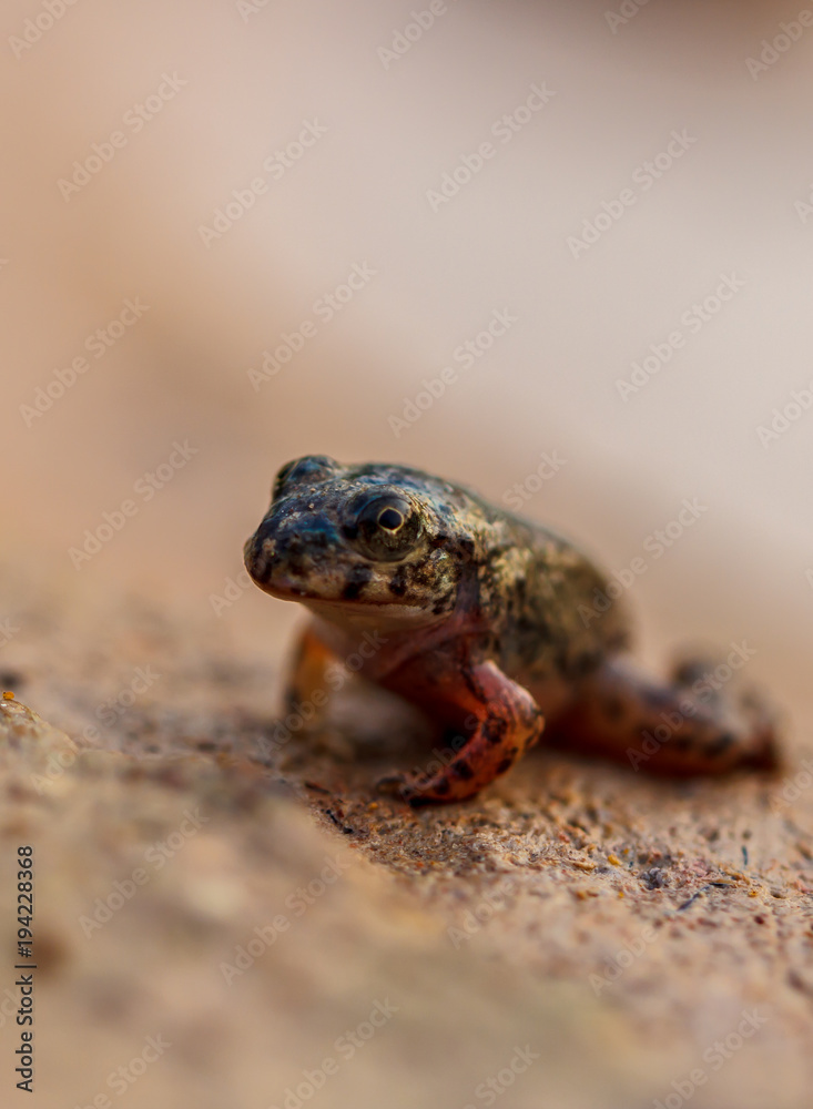 Obraz premium Tadpole Small in water