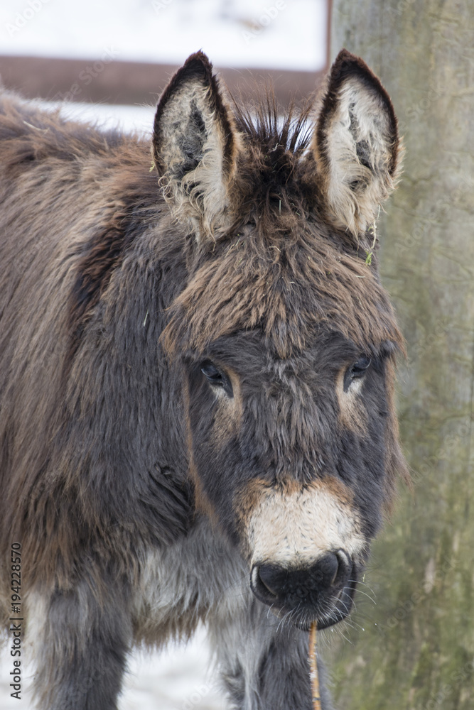 Fototapeta premium A donkey eating a bark from a twig.
