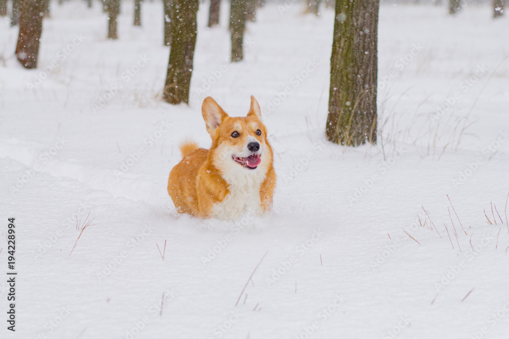 Cute welsh pembroke corgi portrait, funny dog having fun in snow Cute welsh pembroke corgi portrait, funny dog having fun in snow