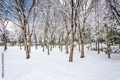 Russian winter photo