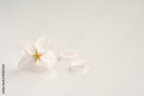 桜の花 白バック