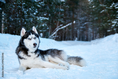 Beautiful Siberian husky lying on snow in winter forest. Cute black and white husky dog with blue eyes on walk in park. Copyspace.