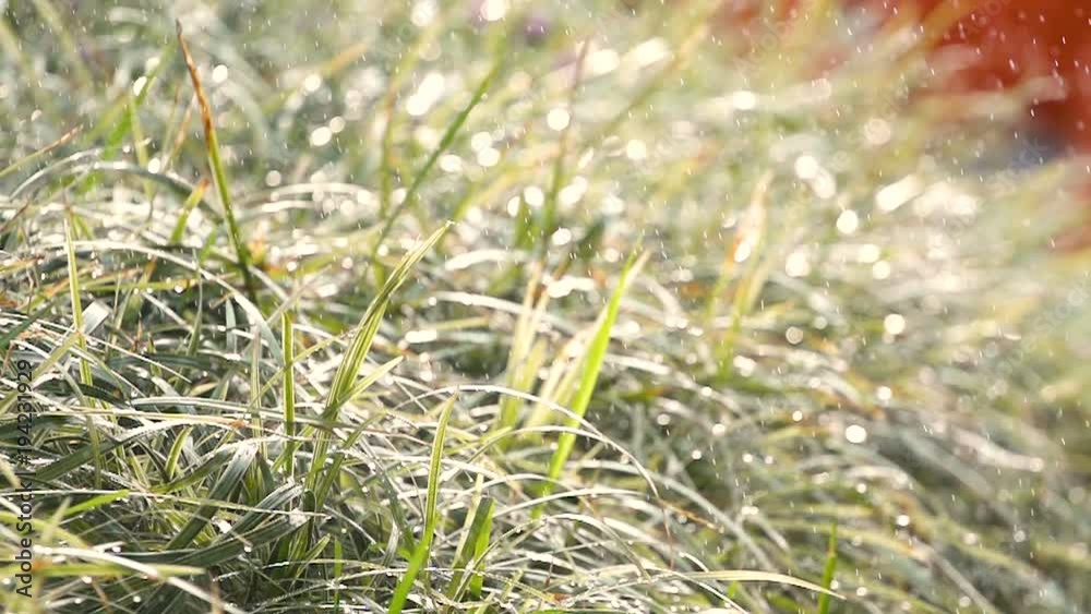 nature sunlight green drops slow-motion nature sunlight green drops slow-motion