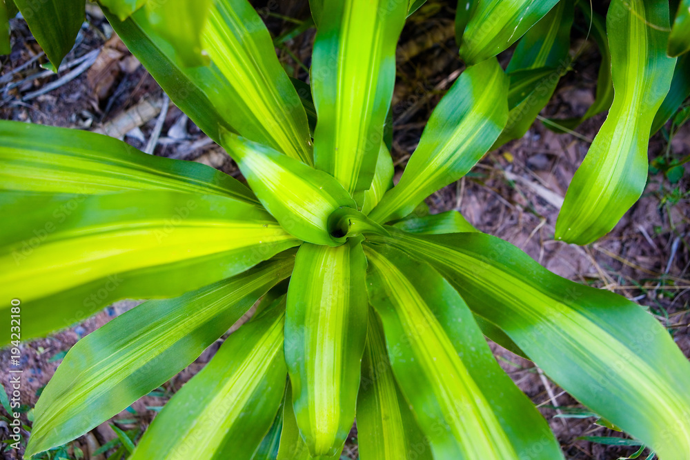 The leaves of the exotic plant are photographed from above. The leaves of the exotic plant are photographed from above.