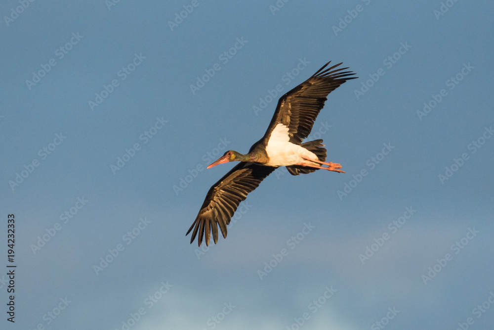 Fototapeta premium juvenile black stork Ciconia nigra