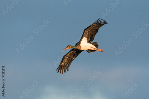juvenile black stork Ciconia nigra