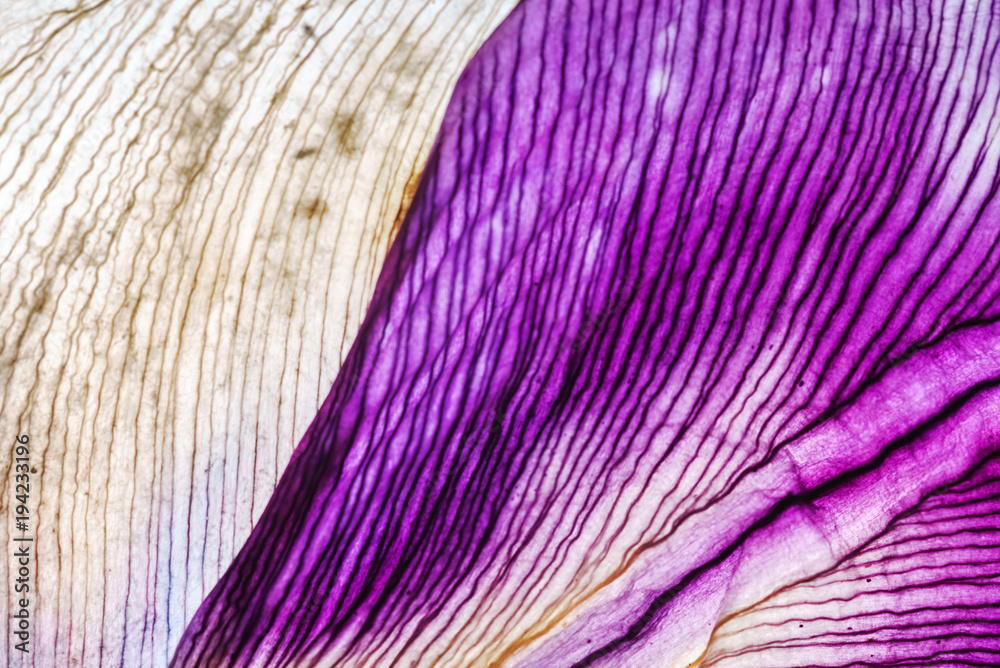 Fototapeta premium iris petals closeup
