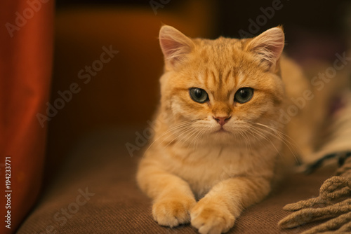 kitten © Oleg