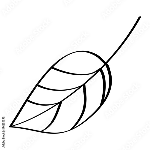 leaf foliage botany frond natural icon vector illustration outline design