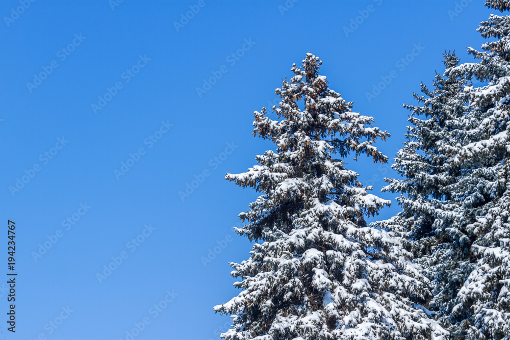 Fir tree wrapped by snow in the bright day Fir tree wrapped by snow in the bright day