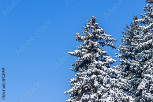 Fir tree wrapped by snow in the bright day