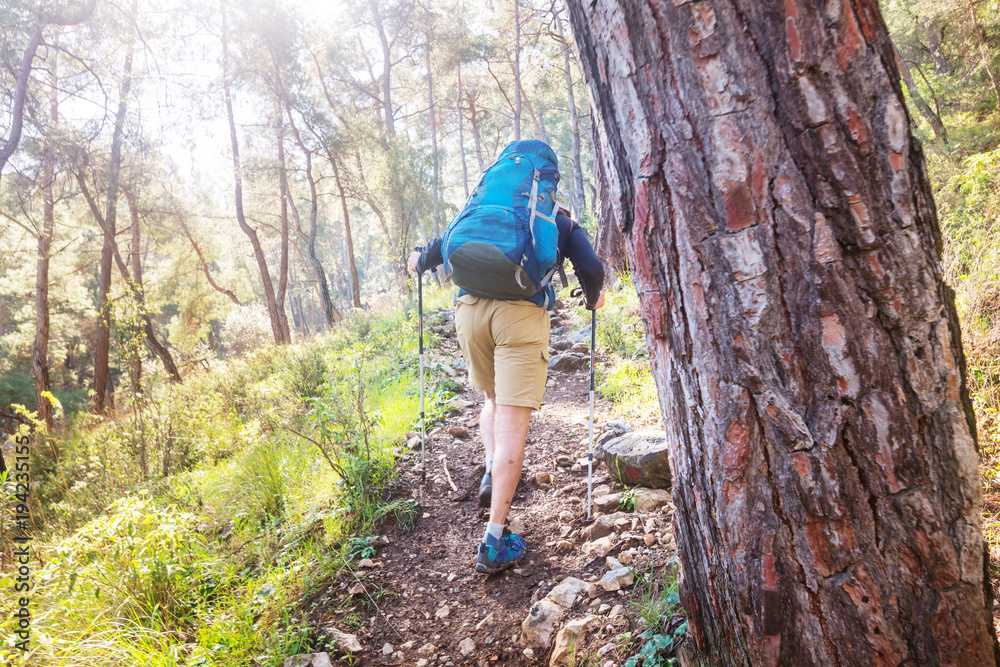 Obraz premium Hike in the forest