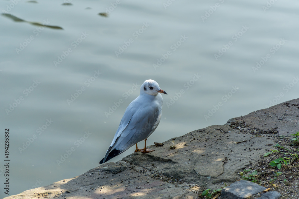 Seagull on the border of lake Seagull on the border of lake