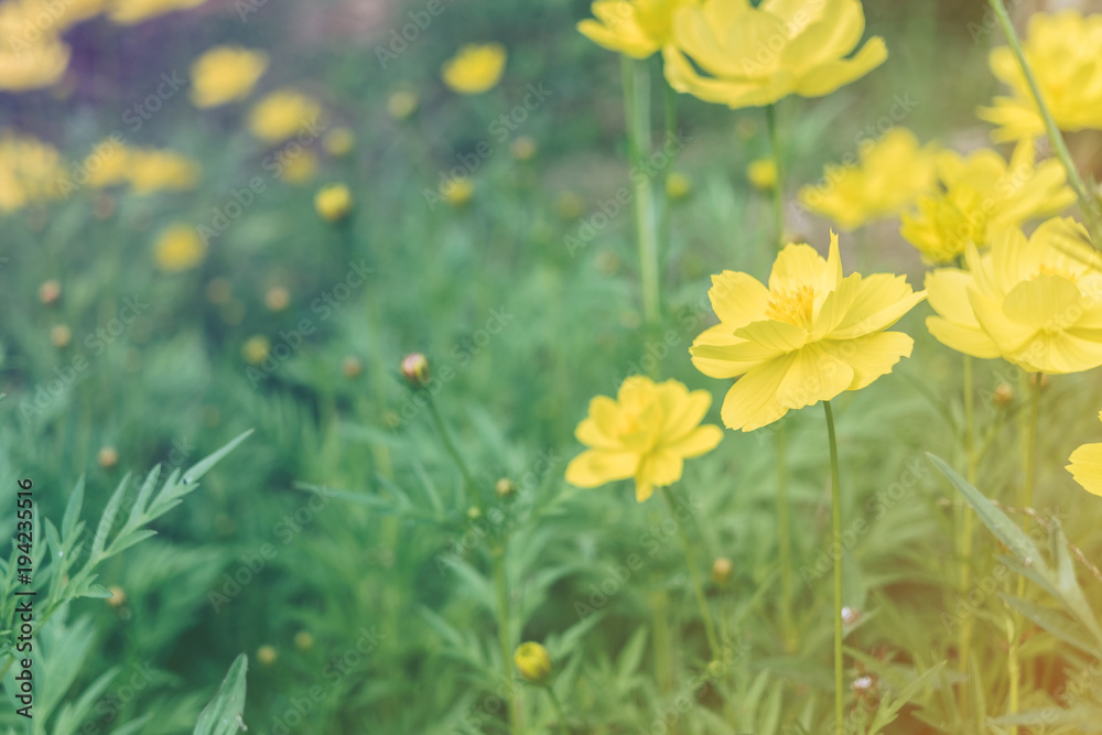 Close - up of Cosmos flower and yellow starship flower on the  wayside, Macro of flower in the garden on morning.