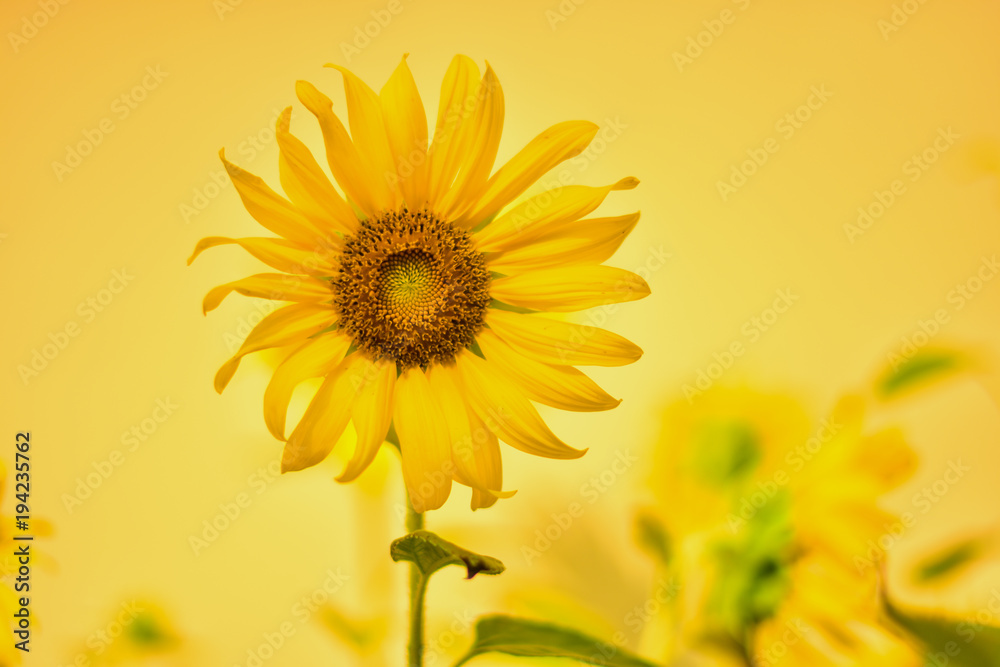 Bright yellow sunflower on yellow background. Concept of Design Background Bright yellow sunflower on yellow background. Concept of Design Background