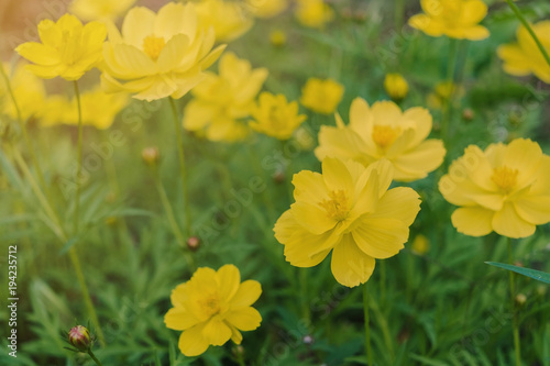Close - up of Cosmos flower and yellow starship flower on the  wayside, Macro of flower in the garden on morning. © Phanithi