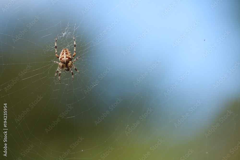 Spinne im Netz Spinne im Netz