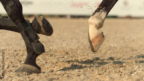 Horse in slow motion photo