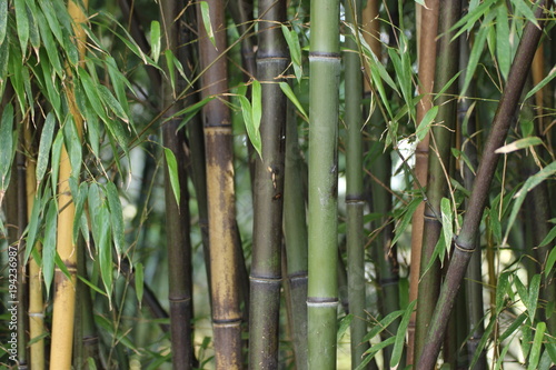 Closeup of green and brown bamboo stems in winter