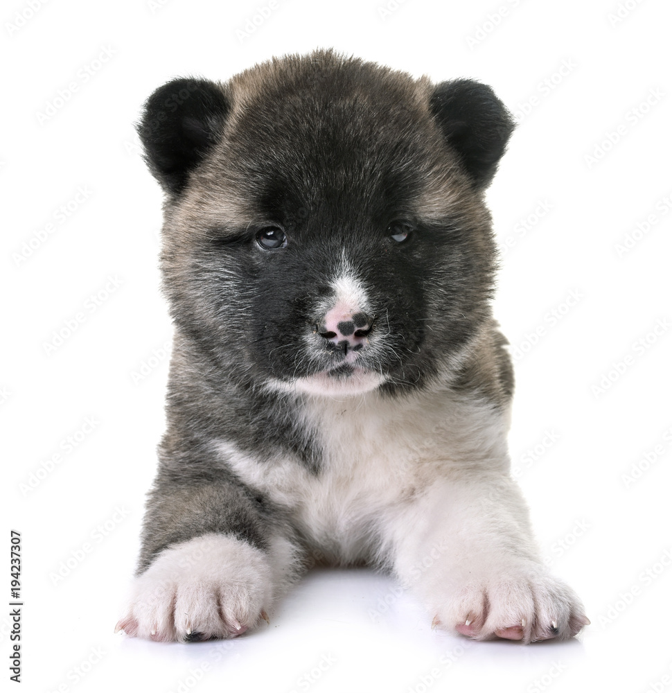 Obraz premium puppy american akita