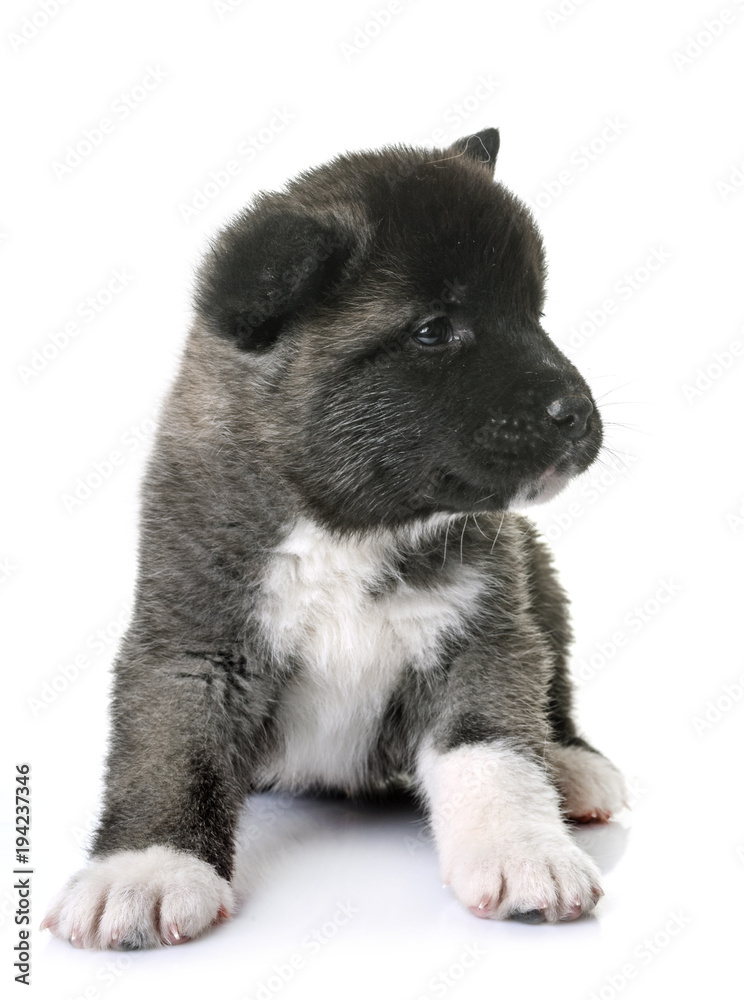 Obraz premium puppy american akita