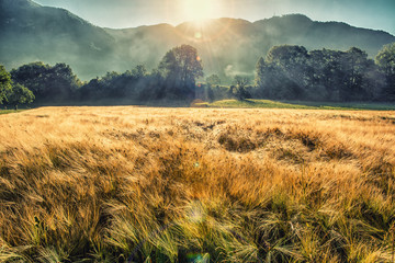 Wild grass field in the mountain valley