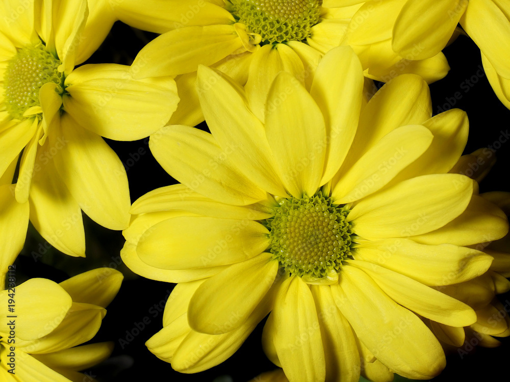 Fototapeta premium Bouquet. Beautiful yellow flowers