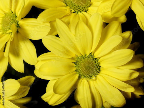 Bouquet. Beautiful yellow flowers