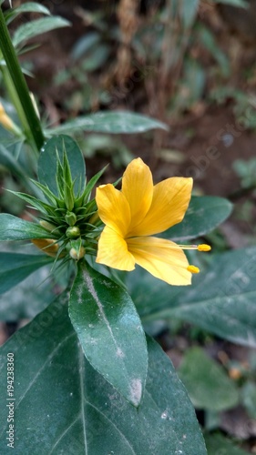 Indian Barleria prionitis commonly known as Porcupine photo