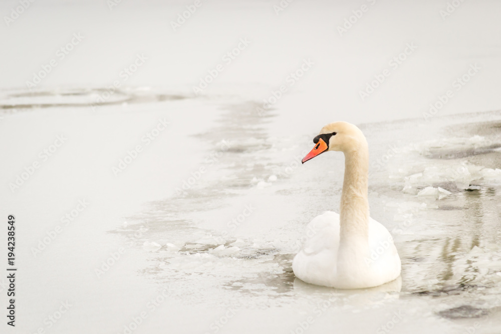Obraz premium Swan in the frozen lake 
