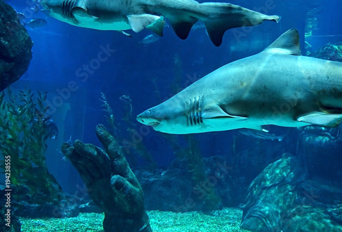 Underwater Scene of Sand Tiger Shark in Aquarium © backiris