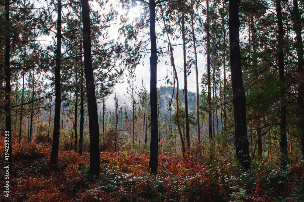 Obraz premium Forêt d'eucalyptus - Pays Basque