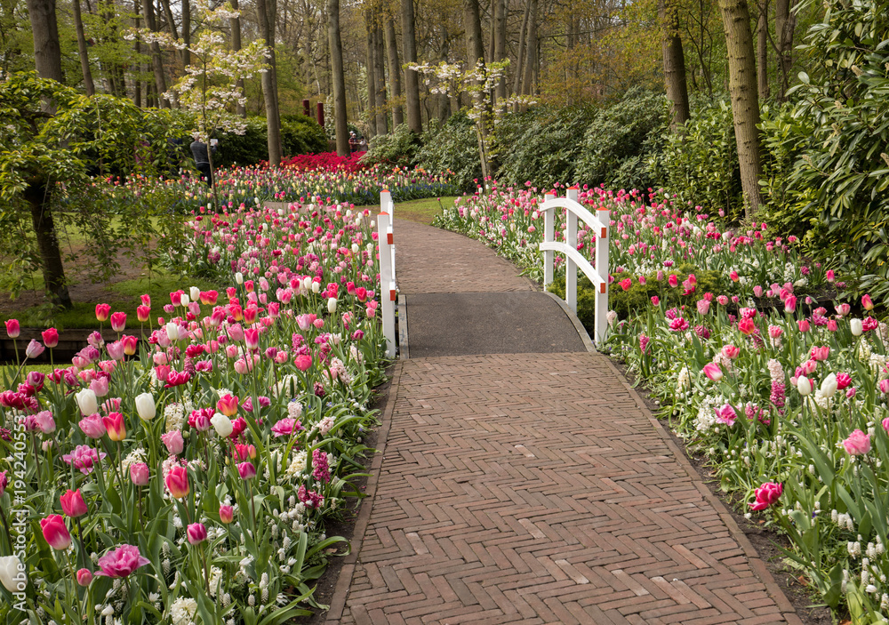 romantic path in the park between blooming colorful tulips 