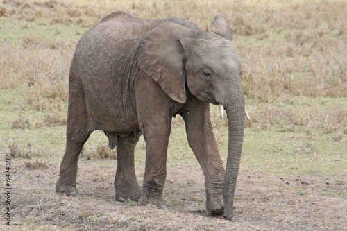 Elefantenbaby  Jungtier