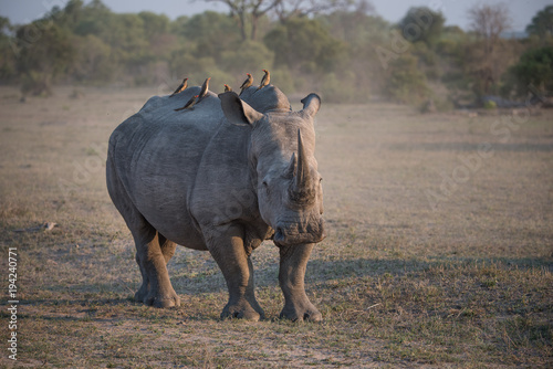 A horizontal  full length  colour photograph of a solitary white rhino  Cerathotherium simum  facing the camera in side light in the Greater Kruger Transfrontier Park  South Africa.