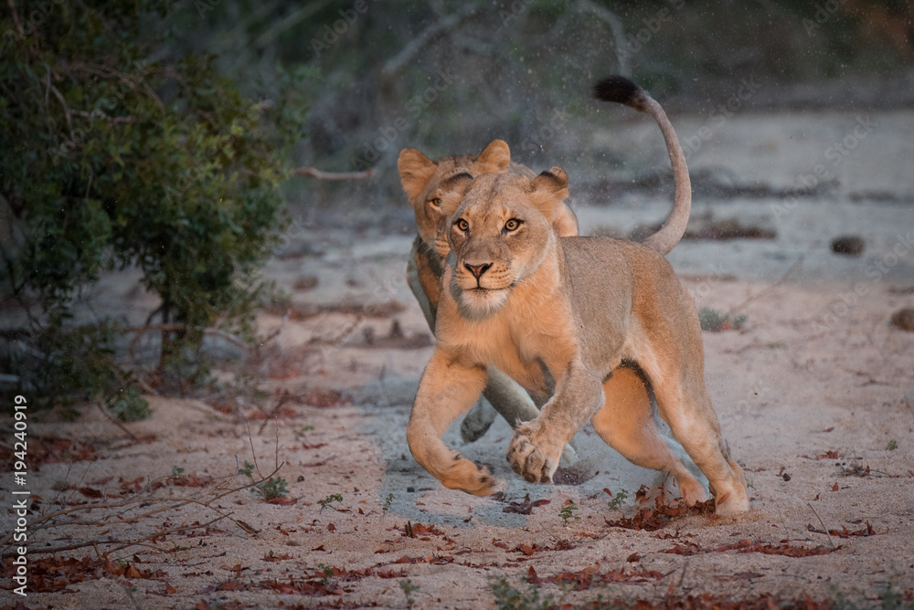 Fototapeta premium A horizontal, full length, colour photograph of two lionesses, Panthera leo, hunting in the Greater Kruger Transfrontier Park, South Africa.