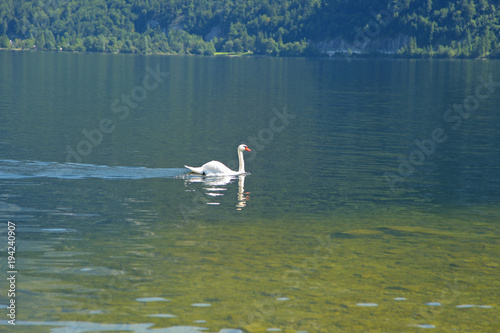 Fototapeta Naklejka Na Ścianę i Meble -  white swan swims in the lake