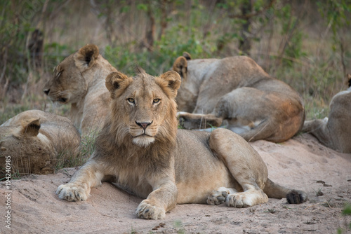 A young male lions staring directly at the camera in the Greater Kruger Transfrontier Park, South Africa.