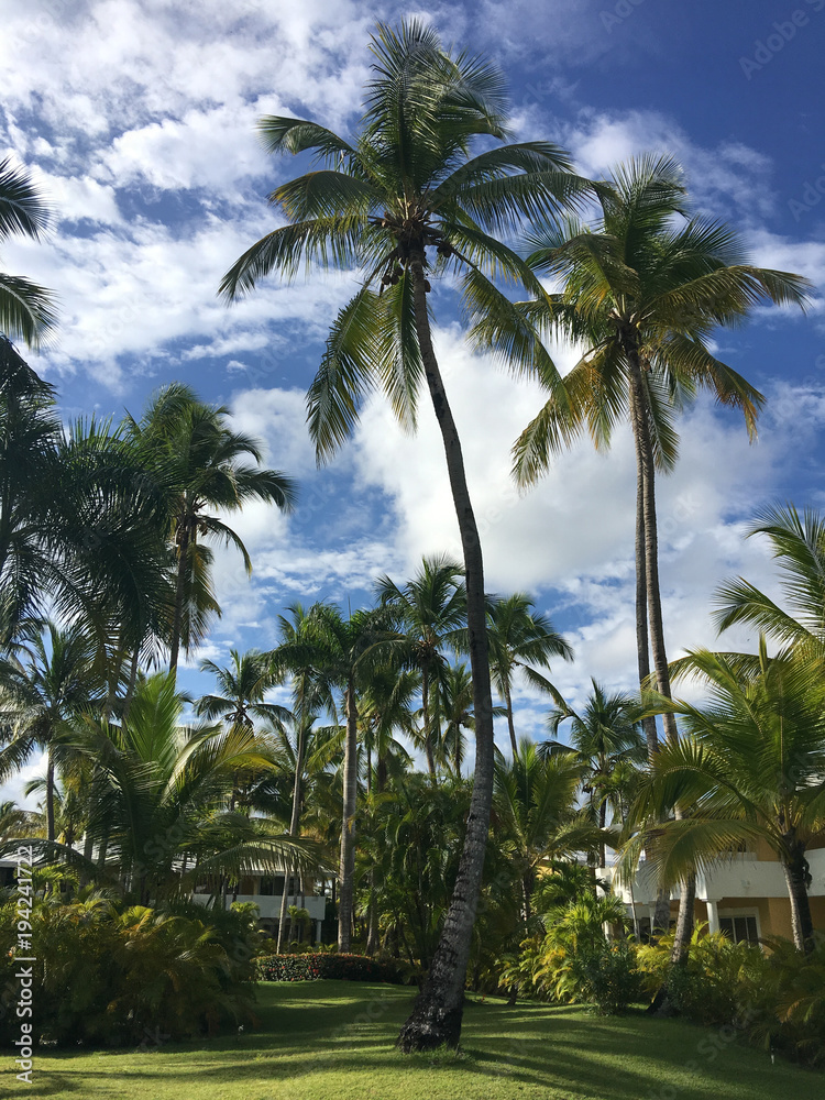 Beautiful palms of Dominican Republic