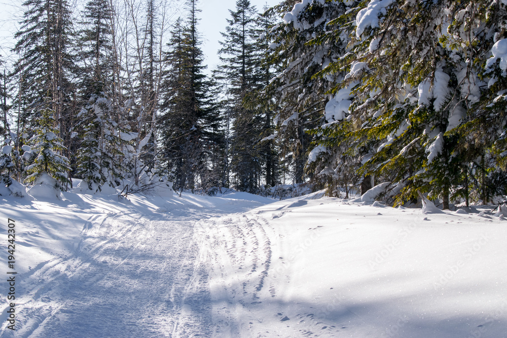 Snowy winter forest with fir trees and pine trees with white snowdrifts and blue sky Snowy winter forest with fir trees and pine trees with white snowdrifts and blue sky