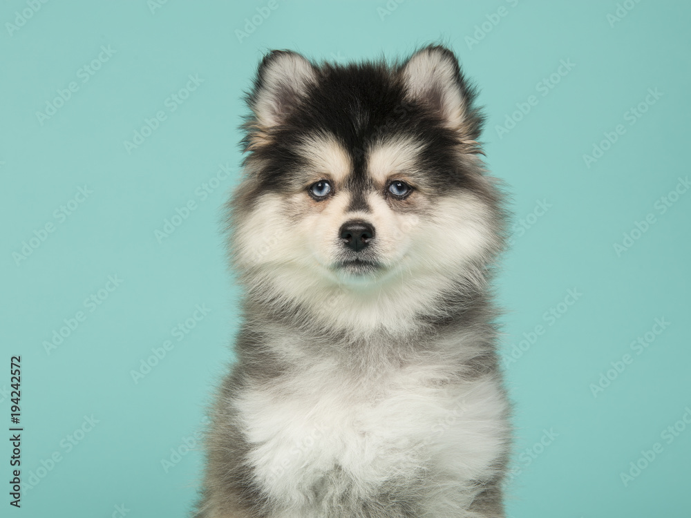 Portrait of a pomsky puppy on a blue background