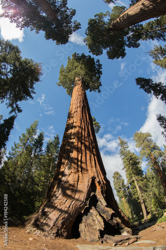 Sequoias,Sequoia,Sequoia National Park,Sequoia trees,Red Wood, Giant,Giant trees, Huge, Big, Old, Landscape, Nature,American Nature,Sequoia National Forest, 