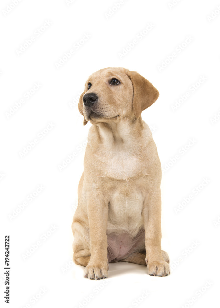 Pretty young labrador retreiver dog sitting and looking up