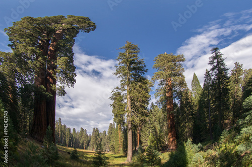 Sequoias,Sequoia,Sequoia National Park,Sequoia trees,Red Wood, Giant,Giant trees, Huge, Big, Old, Landscape, Nature,American Nature,Sequoia National Forest, 