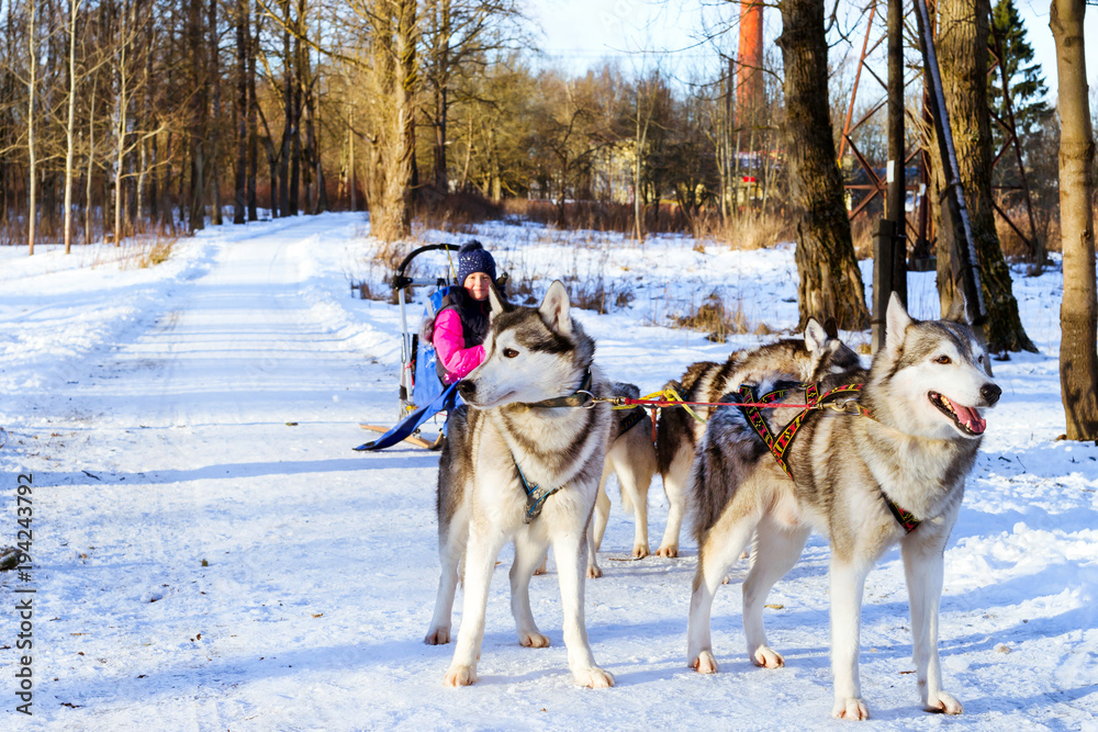 Girl riding on sled pulled by Siberian huskies. Sled dogs husky harnessed to sports sledding with dogsled on skis. Sports races with animals in sleds Girl riding on sled pulled by Siberian huskies. Sled dogs husky harnessed to sports sledding with dogsled on skis. Sports races with animals in sleds