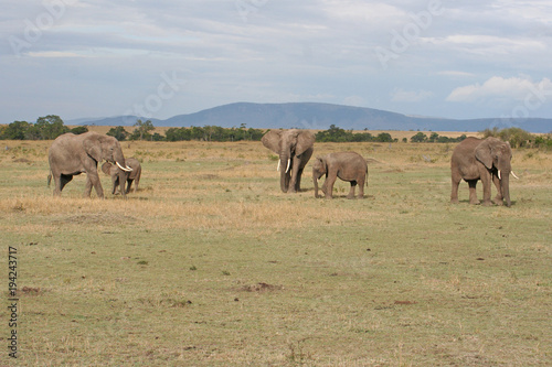 Elefanten mit Jungtieren im Nationalpark, Savanne © Robirensi